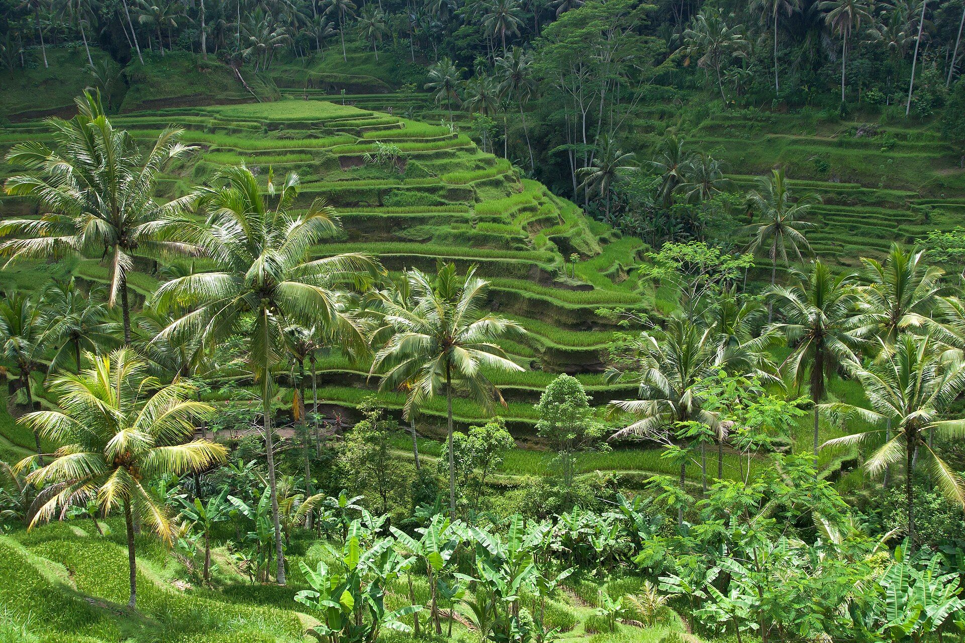 Rijstterrassen op Bali